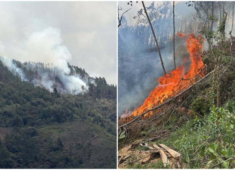 El fuego encontró además una plantación de pinos, un combustible que facilita su rápida propagación. FOTOS Alcaldía de La Estrella. 