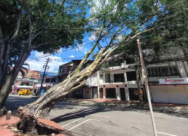Un enorme árbol se desplomó en una zona cercana a la Universidad Pontificia Bolivariana (UPB). FOTO Julio César Herrera. 