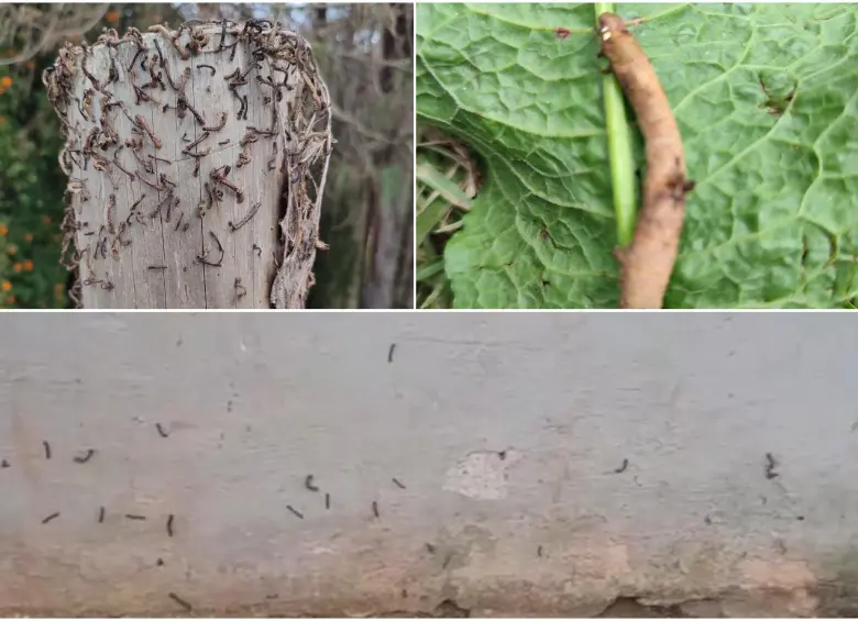 Así luce la invasión de gusanos, tanto en los cultivos de la zona como también en algunas viviendas. FOTO Cortesía.