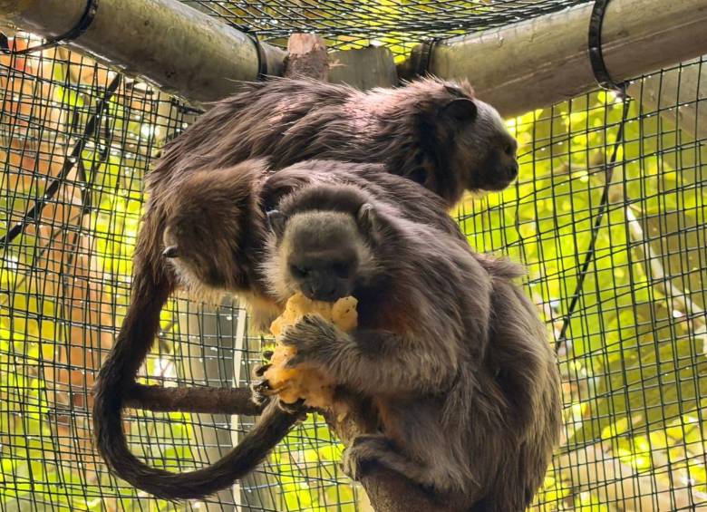 Dos de los monos tití liberados, tras un año de pasar por diferentes etapas de recuperación y readaptación. FOTO: Cortesía Área Metropolitana del Valle de Aburrá