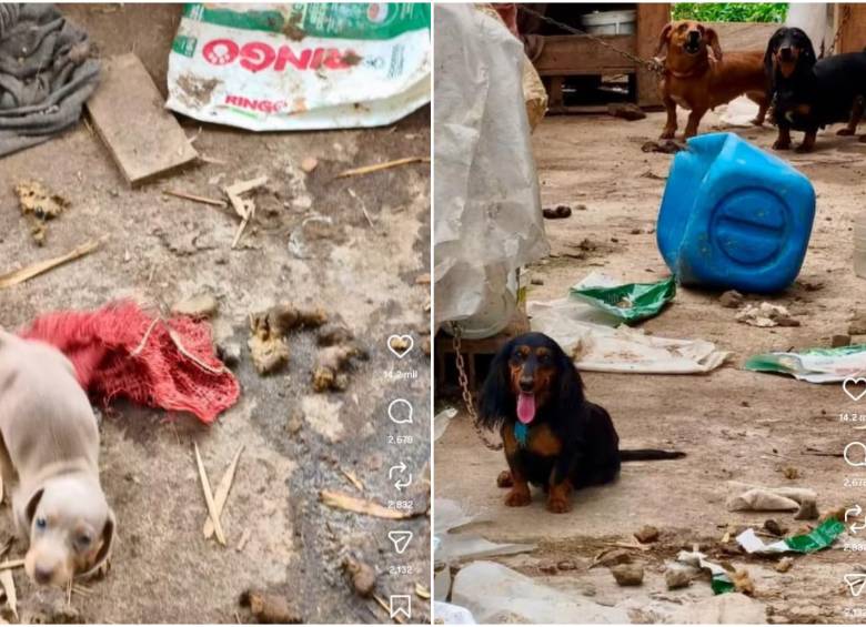 Entre los animales rescatados había perros de diferentes razas. En los registros del caso se mencionan ejemplares de tipo pitbull y salchicha. Imágenes tomadas de video publicado en el Instagram de Andrea Padilla. 
