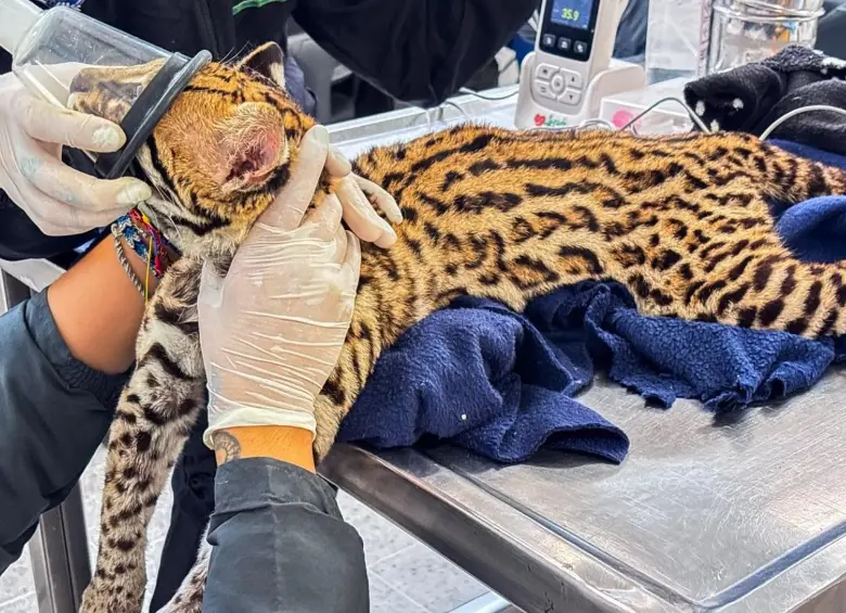 Durante la valoración veterinaria, los especialistas confirmaron que el cachorro presenta un peso adecuado y un buen estado general de salud. FOTO Área Metropolitana. 