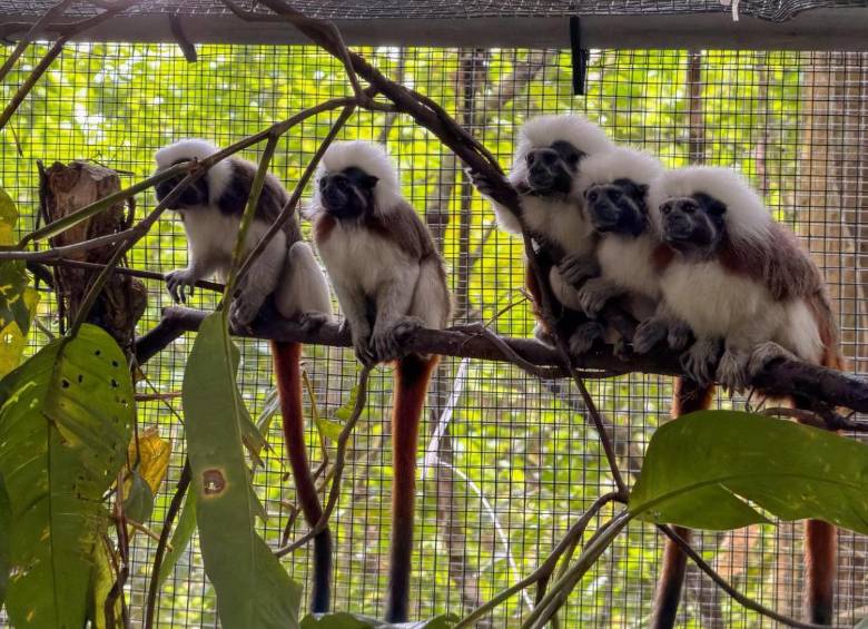 La familia de Titíes Cabeciblancos que fue liberada en la subregión del Urabá. FOTO Área Metropolitana.