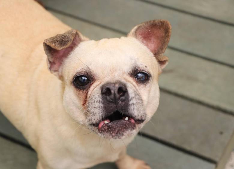 Uno de los 349 animales más longevos del Centro de bienestar animal La Perla a la espera del amor de una familia. FOTO Cortesía Alcaldía de Medellín. 
