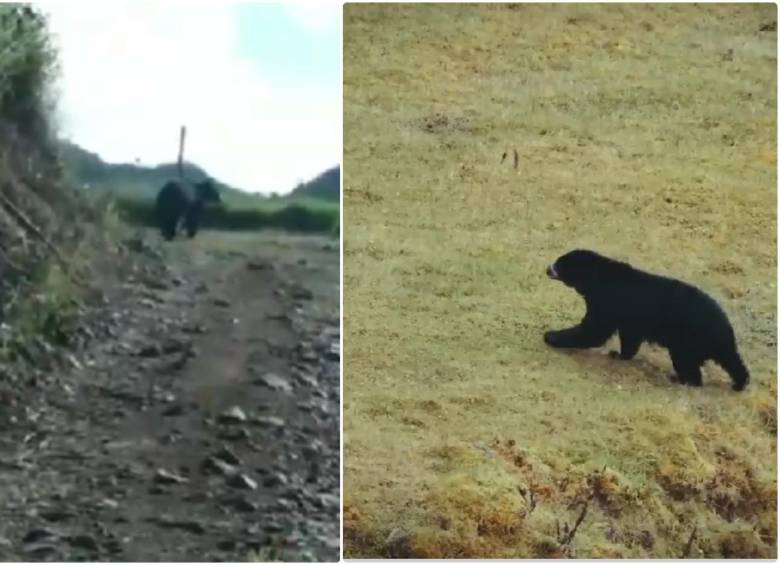 A la izquierda, reporte ciudadano investigado por las autoridades, a la derecha, Oso Andino captado por expertos en un páramo. FOTO: Cortesía Corantioquia