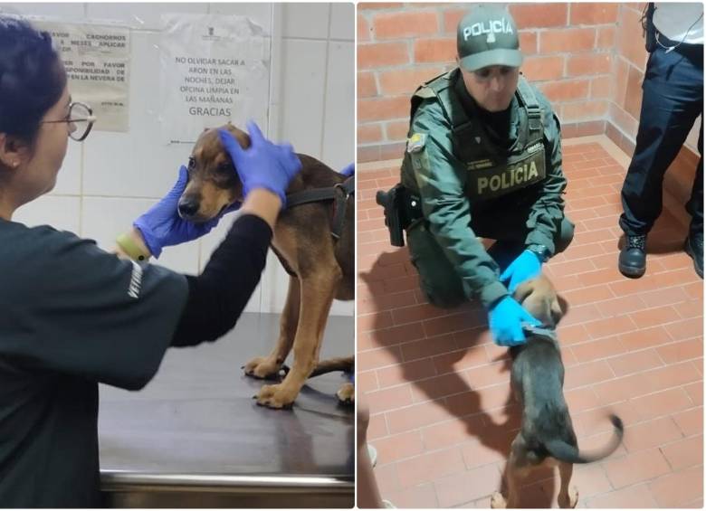 El perrito, de nombre Jack, fue puesto bajo custodia y valorado por personal veterinario. FOTO: Cortesía Policía