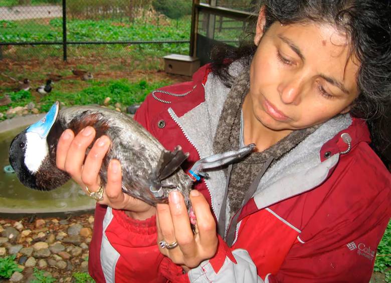 Patricia Brennan es una bióloga colombiana e investigadora en el Mount Holyoke College. Sus trabajos han puesto el foco en la sexualidad de los animales FOTO cortesía patricia Brennan
