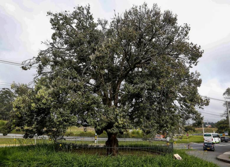 El Árbol Raro está plantado en el acceso al parque de Comfama en Rionegro. Tiene casi 10 metros de alto, ocho de diámetro y 50 centímetros de ancho. FOTO Manuel Saldarriaga