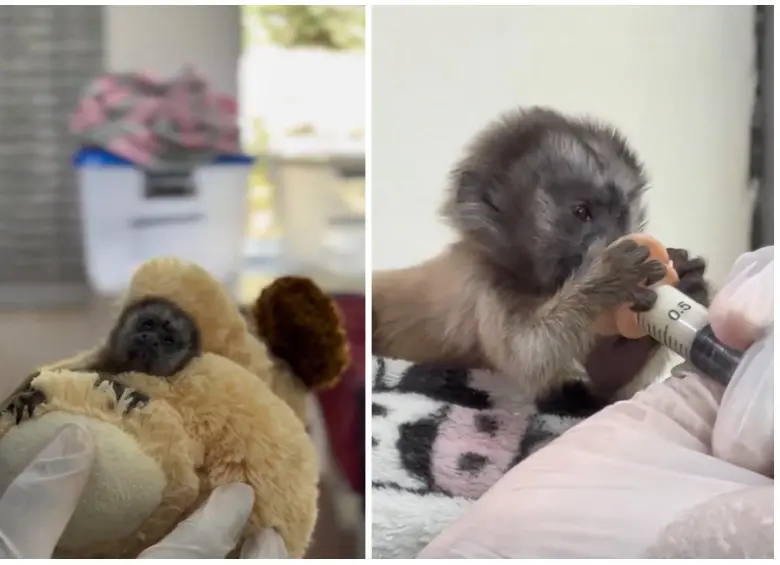 Así luce el tití gris bebé que fue rescatado en una carretera de un municipio al Oriente de Antioquia. FOTO Cornare.