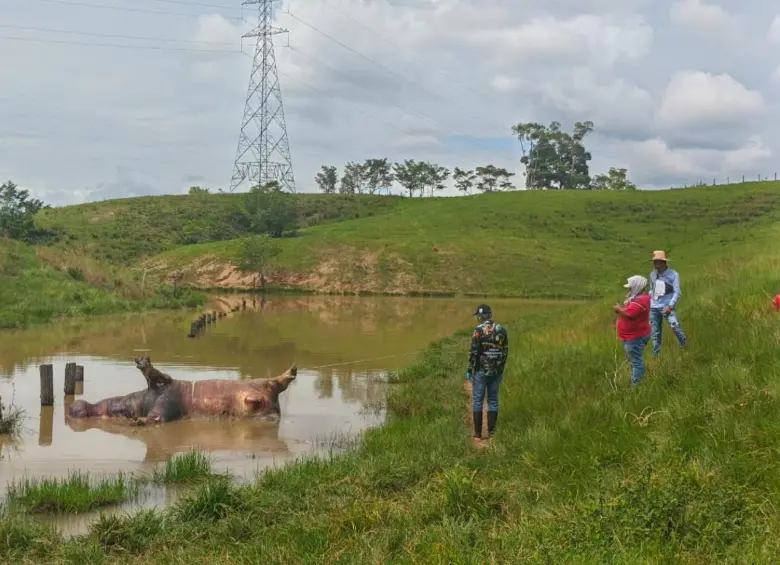 Así fue hallado el animal, en medio del lago y con las patas hacia arriba. FOTO: Cortesía Cornare