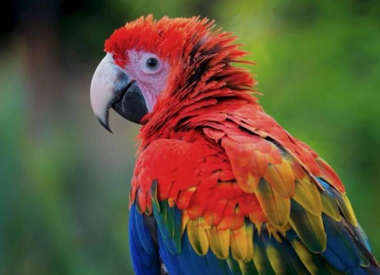 No todos los casos de tráfico o tenencia ilegal necesariamente terminan en manos de las autoridades, por lo que el número de ejemplares retirados del medio natural podría ser mayor. FOTO Corantioquia. 