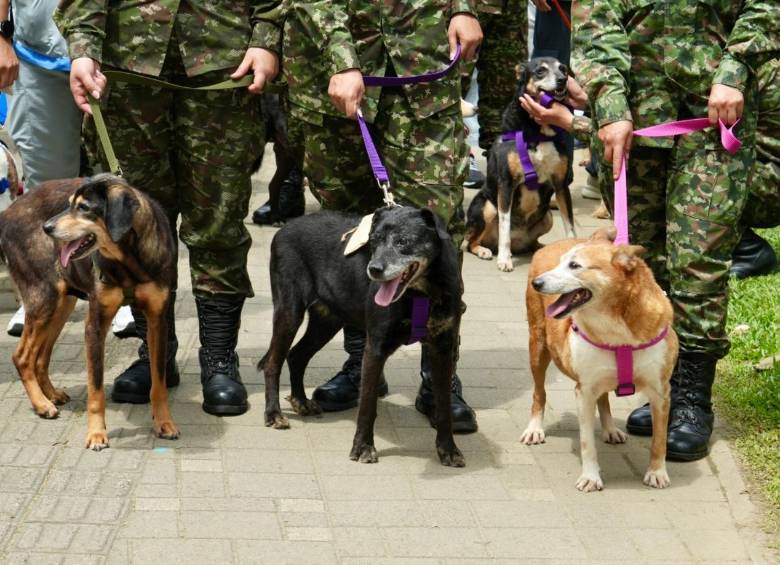 Tres perritos en medio de la primera Adoptatón de Medellín en la que se realizó una caminata por los alrededores del Museo de Arte Moderno. FOTO Alcaldía de Medellín.