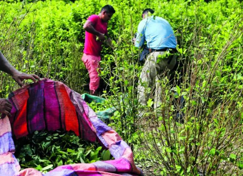 La idea presentada por Rendón consiste en utilizar drones para aplicar glifosato directamente sobre los cultivos de coca, mediante una modalidad de aspersión terrestre focalizada. FOTO Manuel Saldarriaga. 