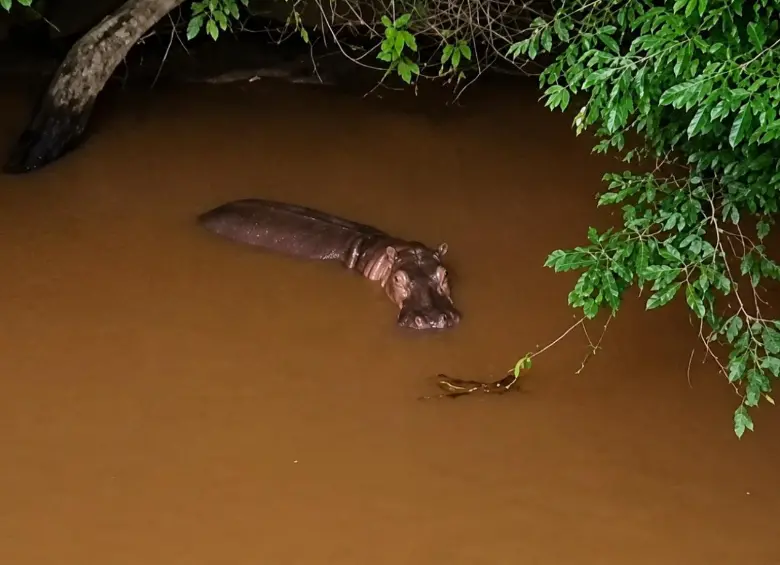 Según la tutela, el ejemplar se encuentra a unos cuatro kilómetros aguas arriba de la desembocadura del río Nare en el Magdalena, dentro de un corredor navegable usado tanto por comunidades ribereñas como por rutas oficiales de transporte escolar. FOTO Cortesía. 