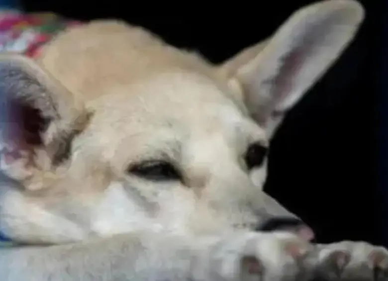 El perro, presuntamente, habría sido asesinado por ocasionar unos daños en una finca del sector. Imagen de referencia de ARCHIVO EL COLOMBIANO.