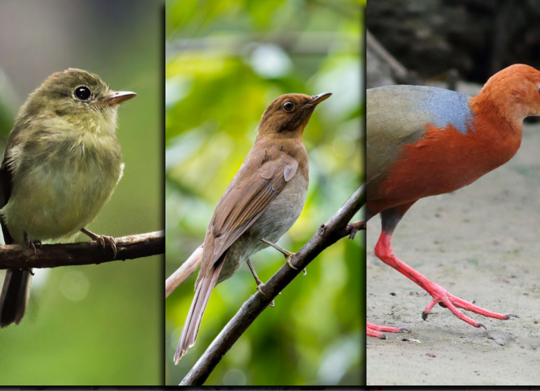 El Mosquero Crestinaranja, el Solitario Ocre y la Cotara Cuellirrufa fueron las tres especies de aves avistadas por primera vez en la historia o desde hace muchos años en Antioquia. Foto: cortesía.