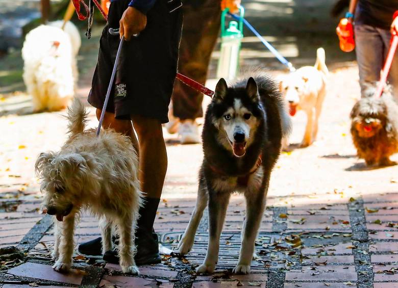 En las calles es donde más peligro hay de contagio, por lo que hay que tener cuidado al pasear los perros. FOTO carlos velásquez