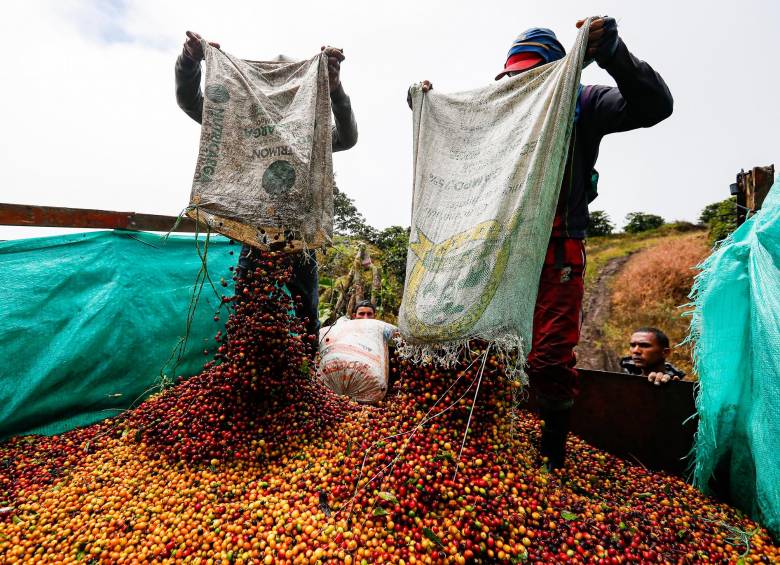 En agosto, las ventas al exterior de café cayeron 23% al llegar a 872.000 sacos de 60 kg de café verde versus los más de 1,1 millones exportados en agosto de 2021. Foto: Manuel Saldarriaga