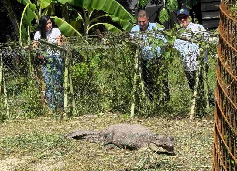 El cocodrilo de 2.67 metros completamente desarrollado, vivía en el patio de una casa en Palmira Valle del Cauca. FOTO: Cortesía