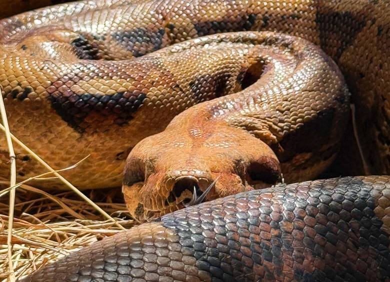 Una de las serpientes rescatadas por el Área Metropolitana. FOTO: Cortesía
