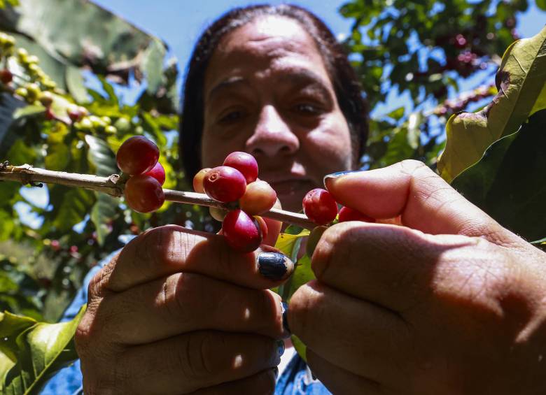 Colombia mantuvo su lugar como el tercer productor de café del mundo, con una participación cercana al 10% de las exportaciones globales, solo por detrás de Brasil (33,5%) y Vietnam (11,7%). Foto: Manuel Saldarriaga