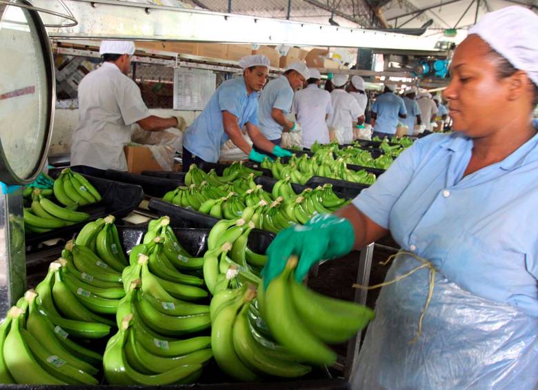 Las exportaciones de banano en 2022 sumaron US$891 millones, según Augura. FOTO Julio César Herrera