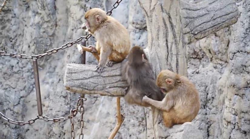 El pequeño primate fue abandonado al nacer y recibió un peluche como “madre sustituta”; ahora, según sus cuidadores, ya juega con otros monos jóvenes. FOTO: Zoológico de Ichikawa.