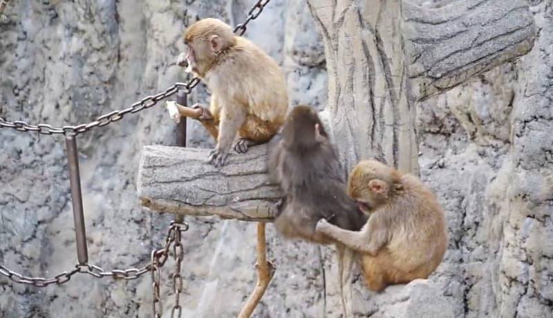 El pequeño primate fue abandonado al nacer y recibió un peluche como “madre sustituta”; ahora, según sus cuidadores, ya juega con otros monos jóvenes. FOTO: Zoológico de Ichikawa.