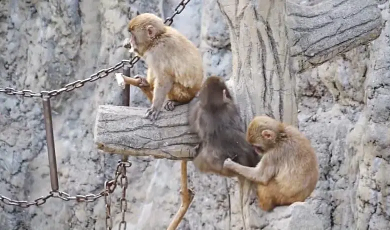 El pequeño primate fue abandonado al nacer y recibió un peluche como “madre sustituta”; ahora, según sus cuidadores, ya juega con otros monos jóvenes. FOTO: Zoológico de Ichikawa.