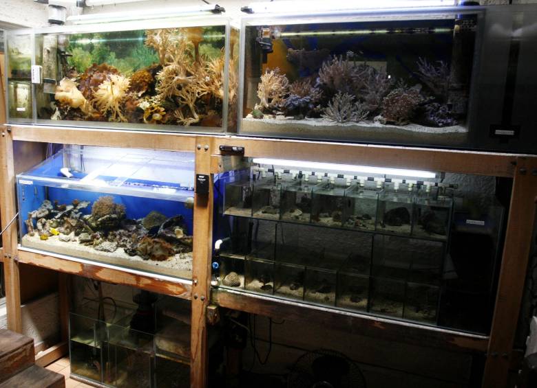 Imagen de referencia de una incautación de fauna marina silvestre. Foto: El Colombiano