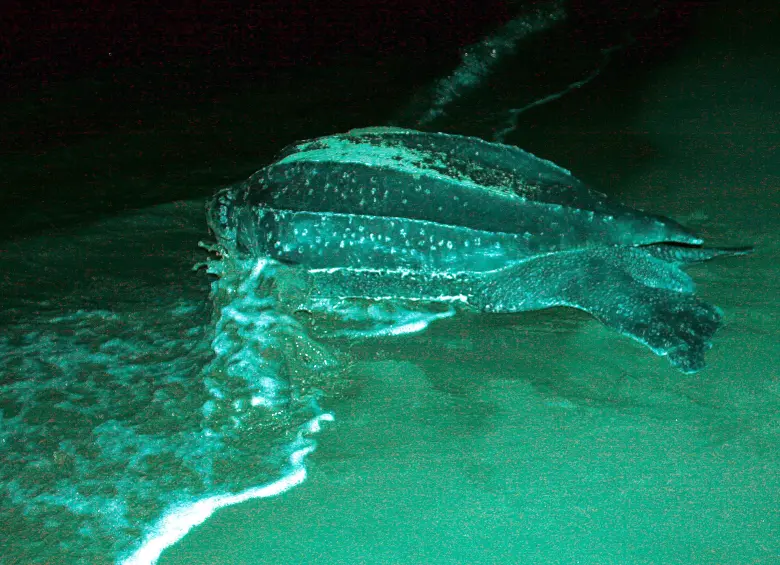 Tortuga Caná visitando una de las playas del Urabá antioqueño. FOTO: Archivo EL COLOMBIANO