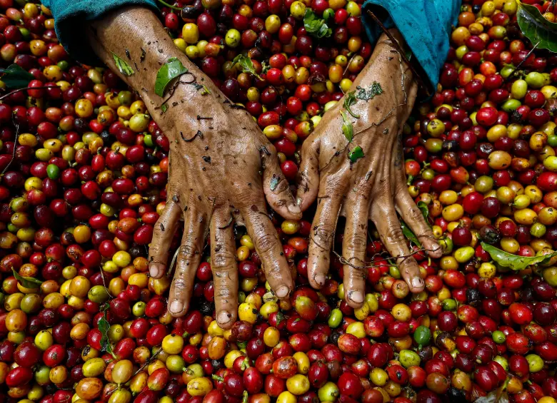 Producción de café en Colombia creció 43% en junio, pero el semestre sigue en rojo. FOTO MANUEL SALDARRIAGA. 
