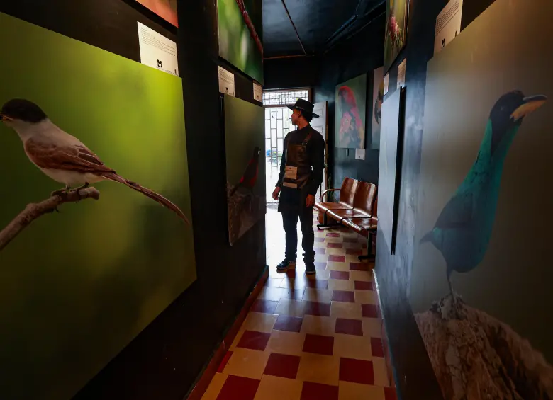 Alas de vida, una exposición para conocer las aves que habitan el Valle de Aburrá