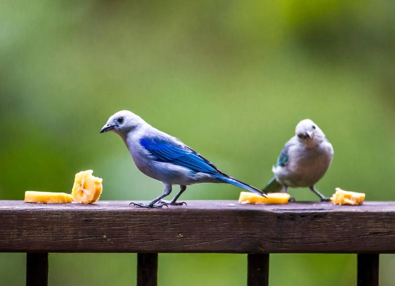 Durante 14 años de conteo, se registraron en Medellín 10.142 aves de 270 especies y de 42 familias diferentes. En la imagen unos azulejos, hacen parte de una de las familias más representativas de la ciudad. Foto: Juan Antonio Sánchez Ocampo