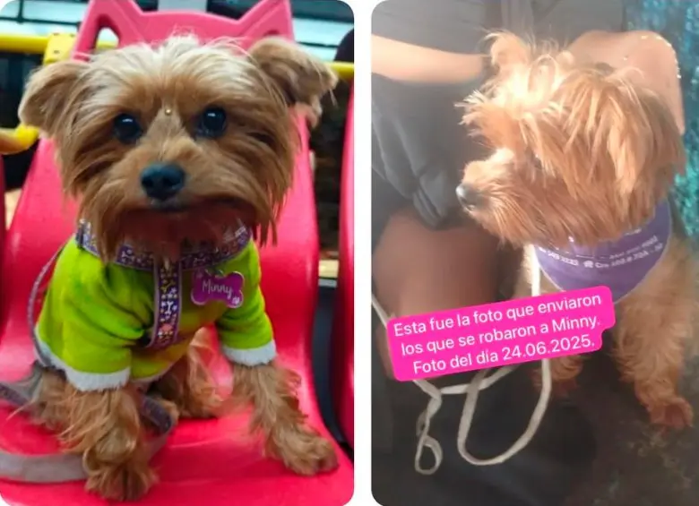 Esta es la perrita de raza yorkshire llamada “Miny” que está perdida en Bogotá. FOTO CORTESÍA