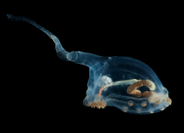 Este pepino de mar de cuerpo transparente pertenece a la familia Elpidiidae y se llama ‘unicumber’. Se pueden ver claramente sus intestinos y que ha estado comiendo sedimentos. Su cola larga probablemente le sirve para nadar. FOTO SMARTEX/NHM/NOC