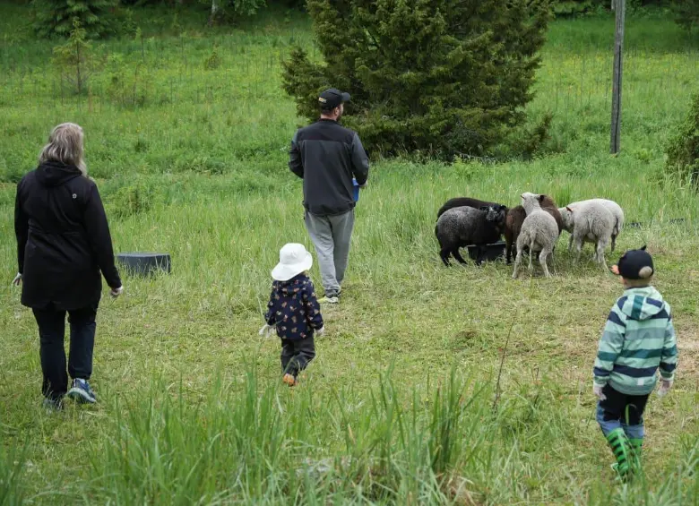 Oona Stenberg (izq.) y Petri Stenberg caminan con sus hijos Fia y Hugo Stenberg hasta su rebaño de ovejas afuera de su cabaña alquilada. FOTO: AFP. 