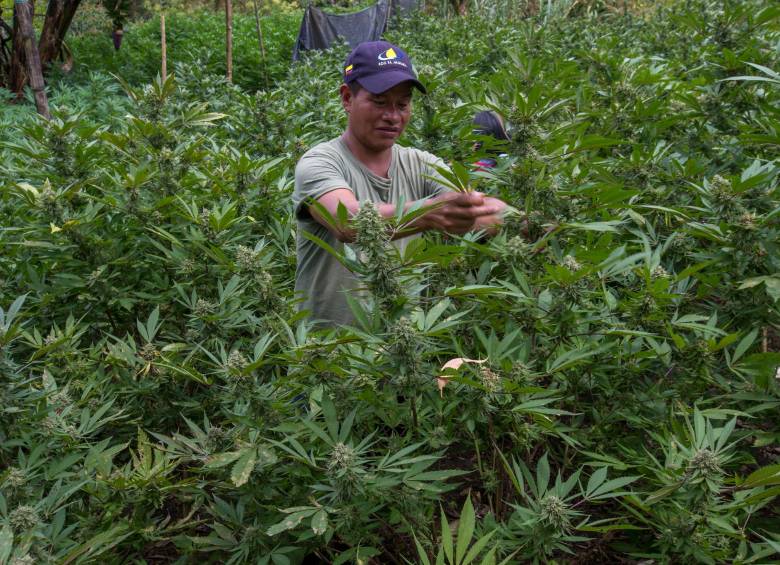 En Colombia se cultiva marihuana, coca y amapola, principalmente. FOTO: JUAN ANTONIO SÁNCHEZ.