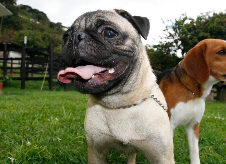 Los perros tiene la capacidad de distinguir un idioma que antes no habían escuchado. FOTO EL COLOMBIANO