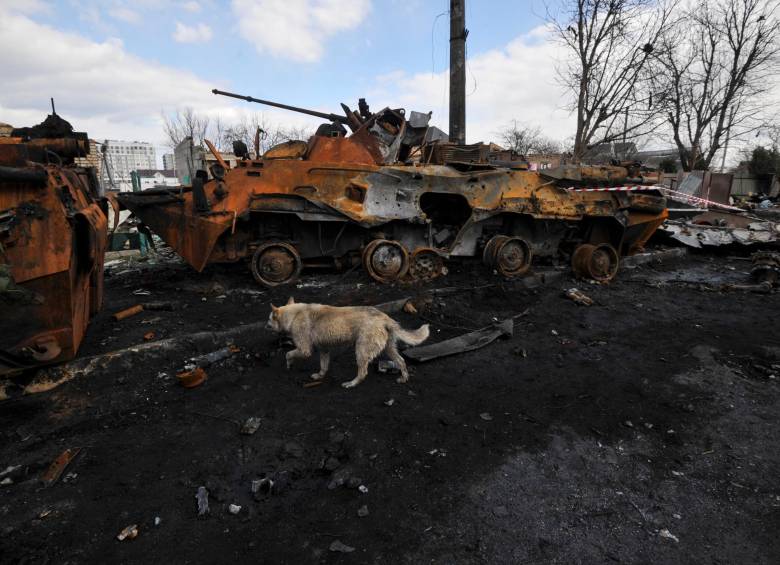Perros, cerdos, gatos y varias especies de animales merodean sin rumbo en las ruinas de las calles ucranianas. FOTO getty