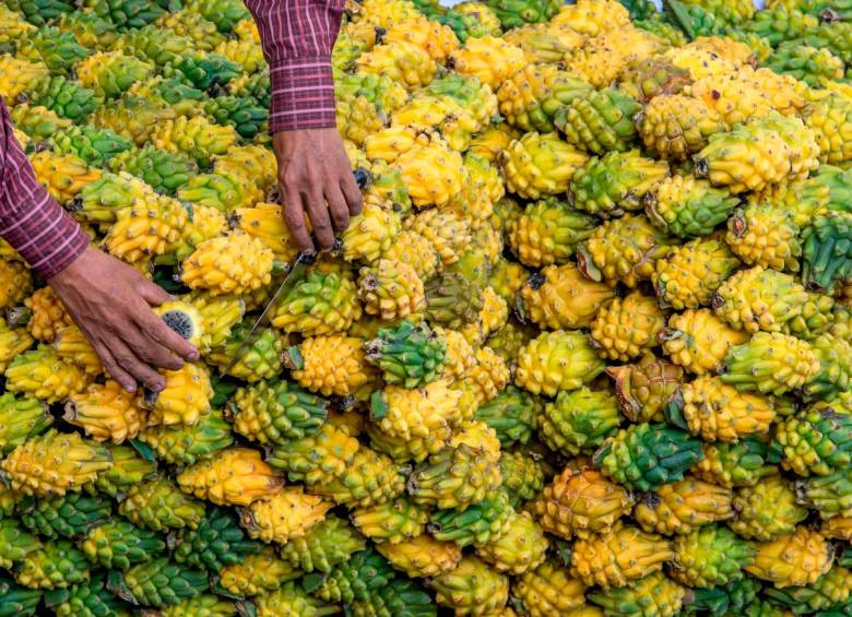 Los principales destinos de las exportaciones de frutas exóticas colombianas son Países Bajos, Alemania y Bélgica. Foto: Juan Antonio Sánchez
