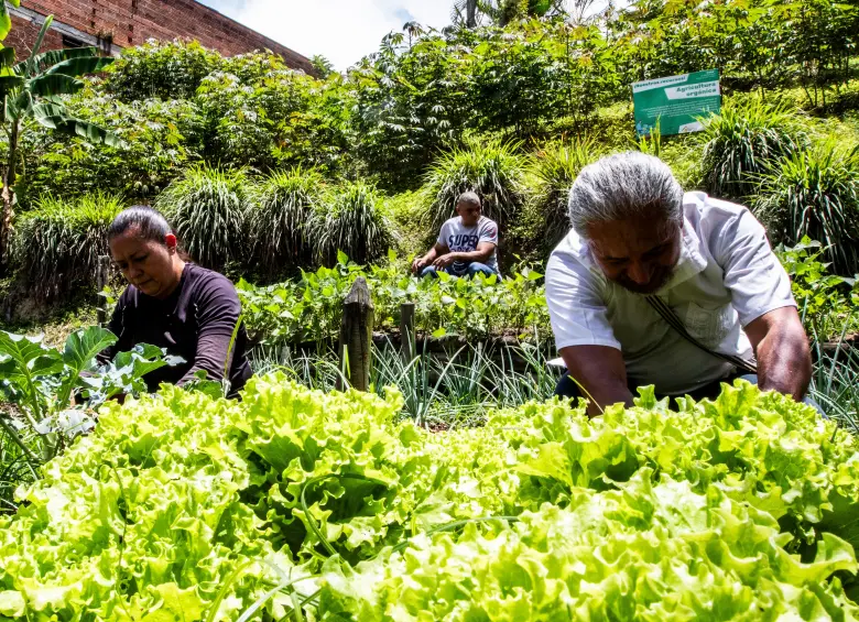 El agro fue uno de los jalonadores del crecimiento del PIB de Colombia en el primer trimestre de 2025. FOTO JULIO CÉSAR HERRERA