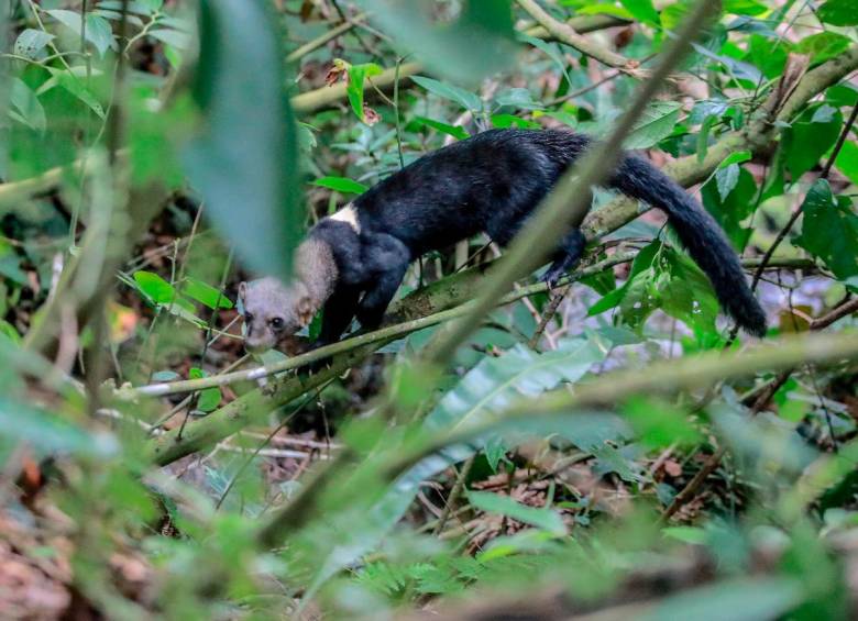 En Amalfi liberaron a 17 especímenes de fauna silvestre