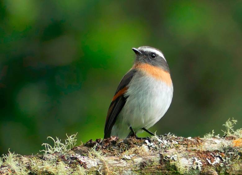 La Ochthoeca rufipectoralis, es una de las 1.966 especies que convierten a Colombia en el país con mayor diversidad de aves en el mundo. Foto: Cortesía Instituto Humboldt