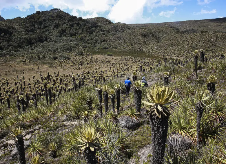 Páramo del Sol en el municipio de Urrao es uno de los ecosistemas más importantes del departamento. FOTO: Manuel Saldarriaga