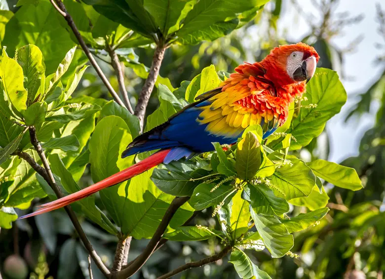 Las aves más afectadas son las guacamayas, loros, pericos, lechuzas, búhos, mirlas, torcazas y garzas. FOTO: Juan Antonio Sánchez