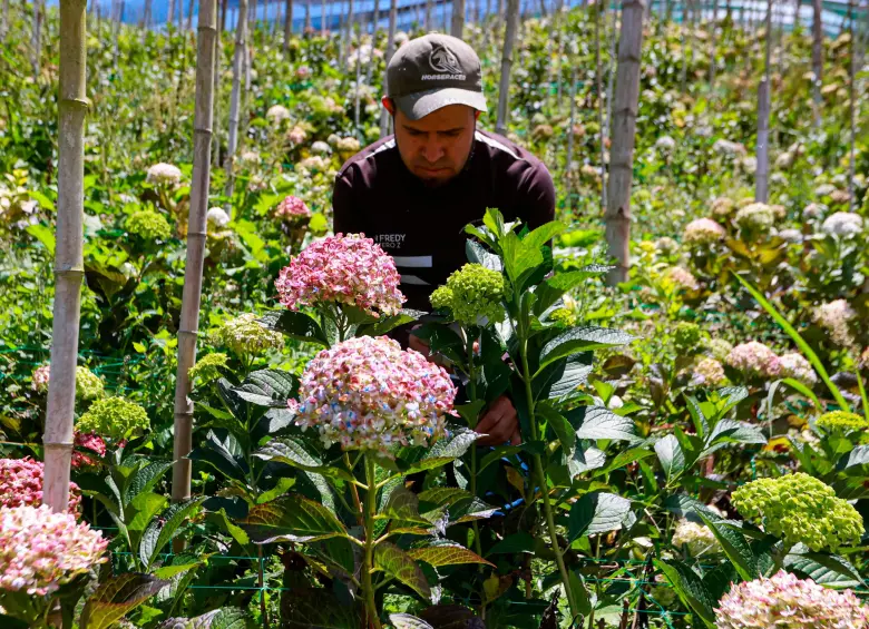 Los floricultores del oriente antioqueño advierten que la caída del dólar, los altos costos de producción y las pérdidas por las altas temperaturas están poniendo en riesgo la rentabilidad y el empleo del sector. FOTO Manuel Saldarriaga
