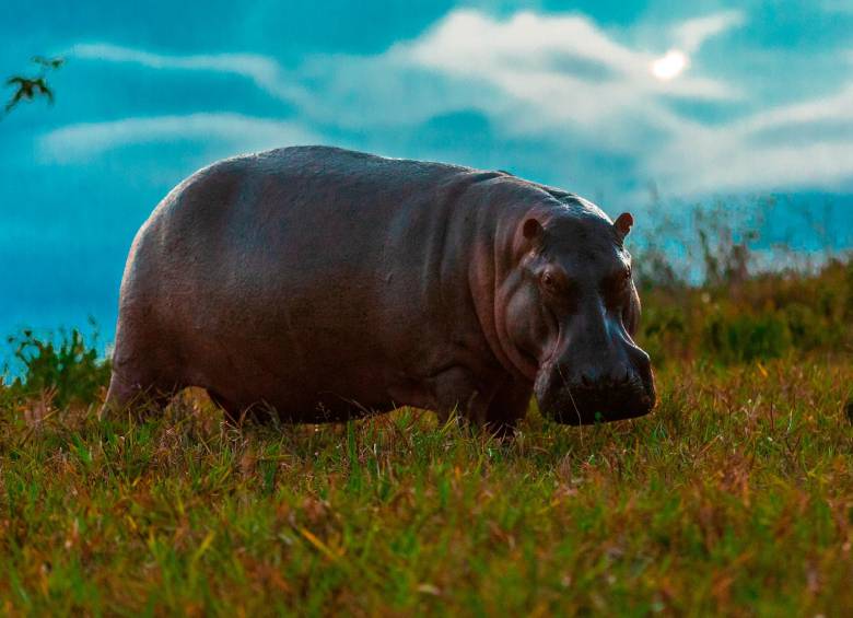 Los hipopótamos fueron introducidos por el narcotraficante Pablo Escobar en 1981. En estos años pasaron de ser 5 a 168 espécimenes. MinAmbiente aseguró que para 2035 podrían ser 1.000. FOTO juan antonio sánchez