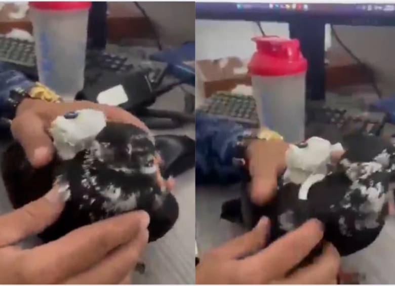 La paloma fue encontrada con un arnés y un bolso en el que transportaba cables para cargadores de celulares. Captura de video.