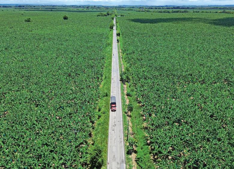 Para el cultivo de banano en Urabá están dispuestas unas 32.000 hectáreas, las cuales generan 100% de empleo formal. Foto: EL COLOMBIANO